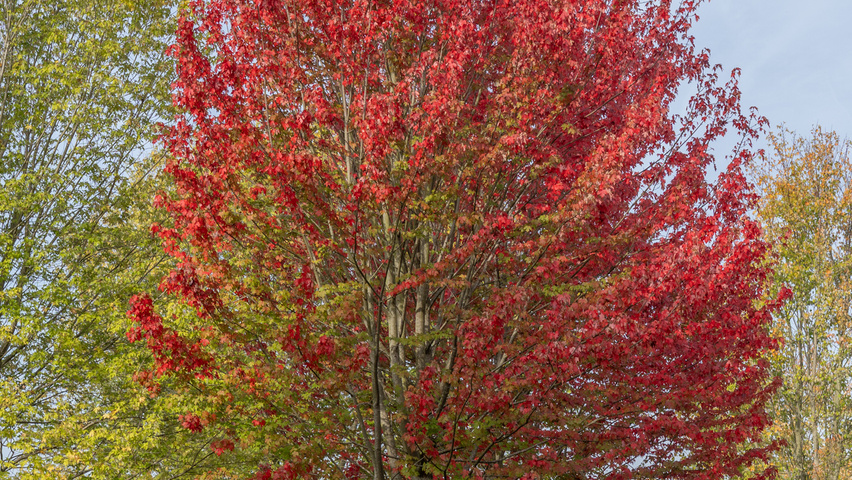 Acer x freemanii AUTUMN BLAZE  hoogstam
