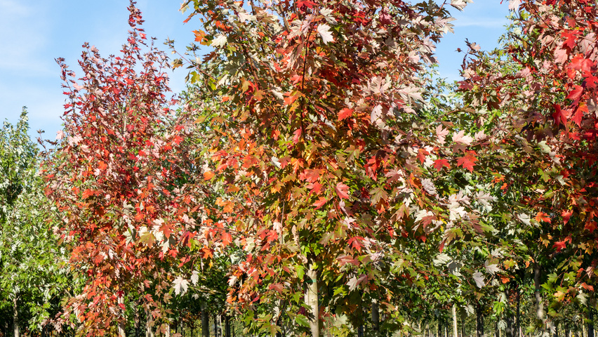 Acer x freemanii AUTUMN BLAZE  hoogstam