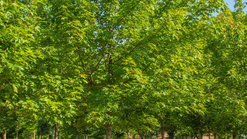 Acer x freemanii AUTUMN BLAZE  hoogstam