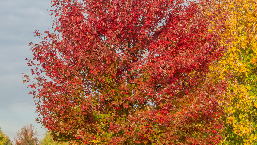 Acer x freemanii AUTUMN BLAZE  hoogstam