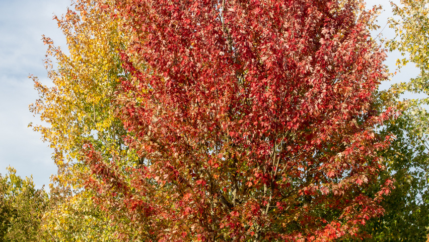 Acer x freemanii AUTUMN BLAZE  hoogstam