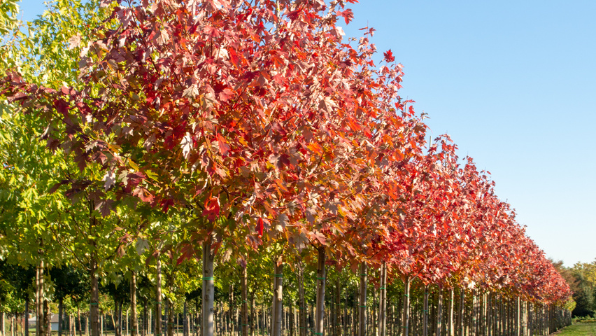 Acer x freemanii AUTUMN BLAZE  hoogstam