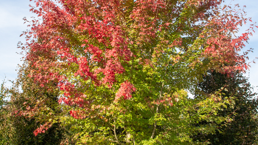 Acer x freemanii AUTUMN BLAZE  hoogstam