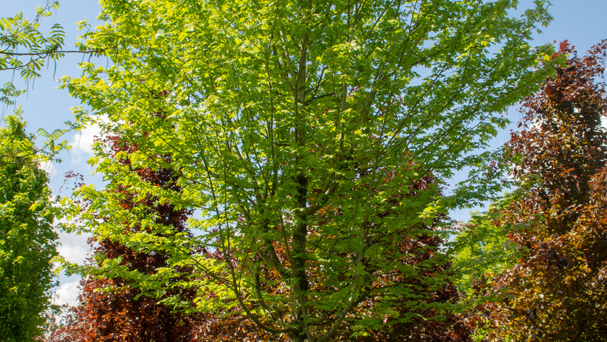 Acer x freemanii AUTUMN BLAZE  hoogstam