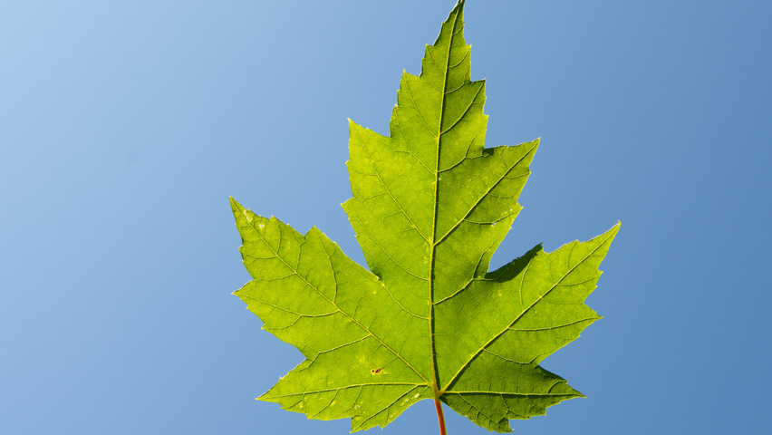 Acer x freemanii AUTUMN BLAZE  blad