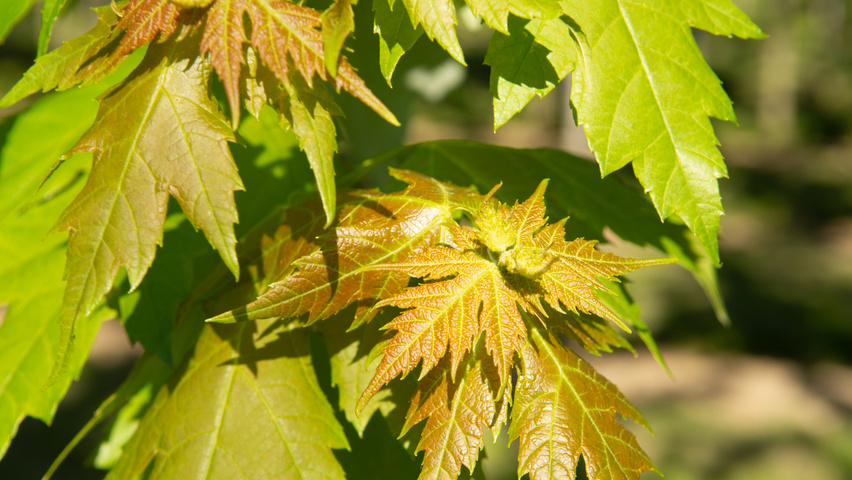 Acer x freemanii AUTUMN BLAZE  blad