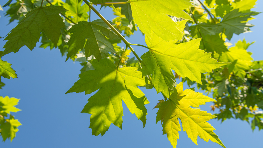 Acer x freemanii AUTUMN BLAZE  blad