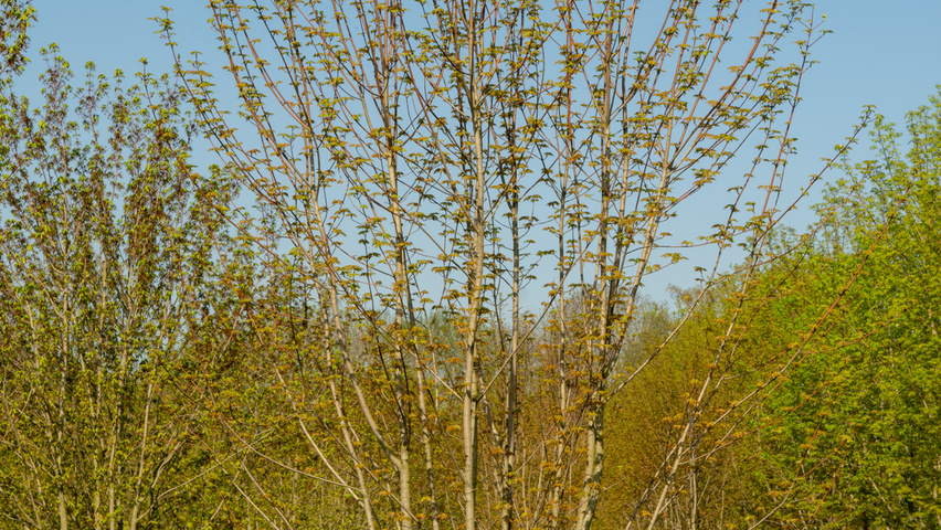 Acer x freemanii AUTUMN BLAZE  meerstammig