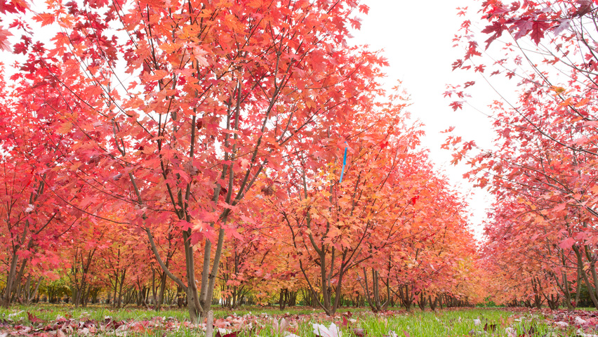 Acer x freemanii 'Jeffersred' meerstammig