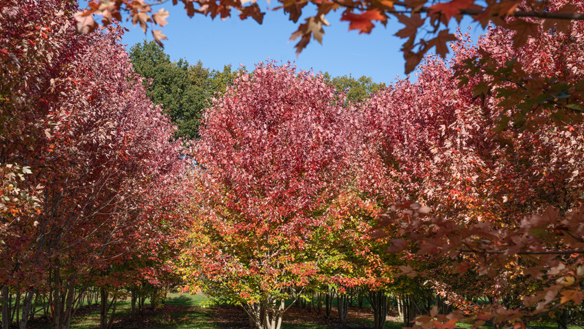 Acer x freemanii AUTUMN BLAZE  meerstammig