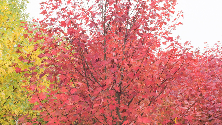 Acer x freemanii 'Jeffersred' meerstammig