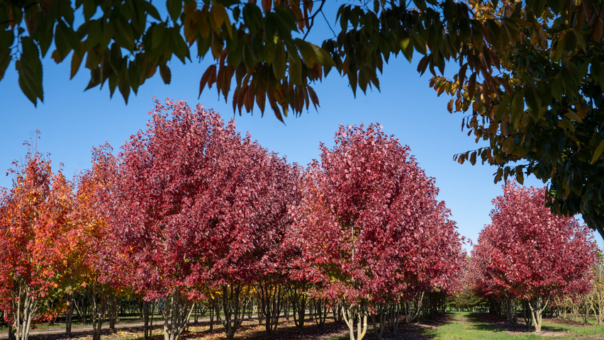 Acer x freemanii AUTUMN BLAZE  meerstammig