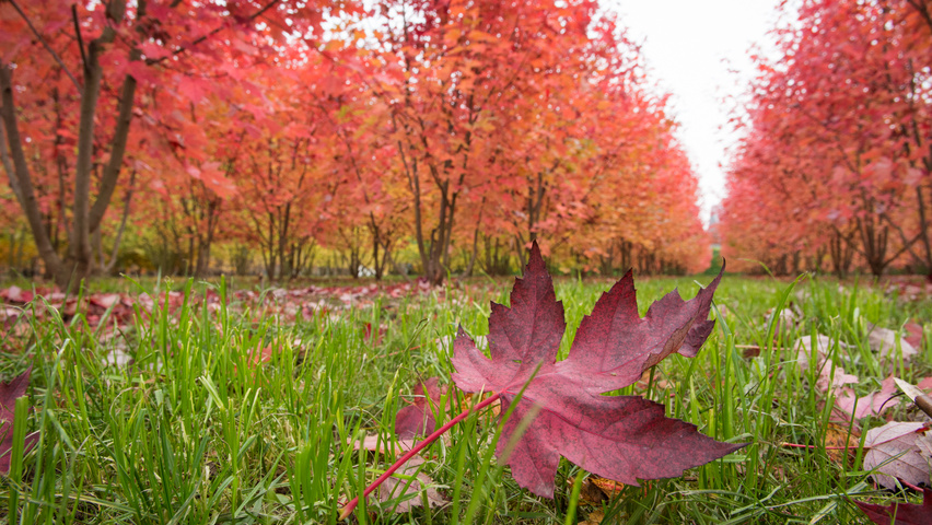Acer x freemanii 'Jeffersred' meerstammig