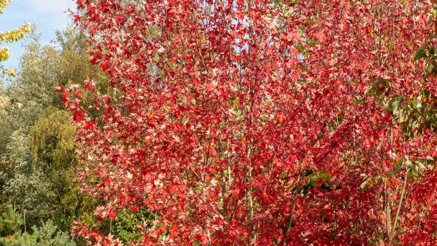 Acer x freemanii AUTUMN BLAZE  meerstammig