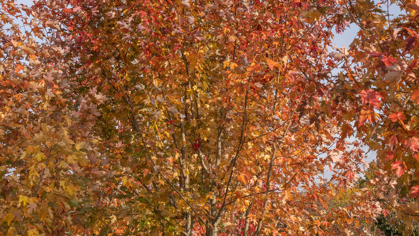 Acer x freemanii AUTUMN BLAZE  meerstammig