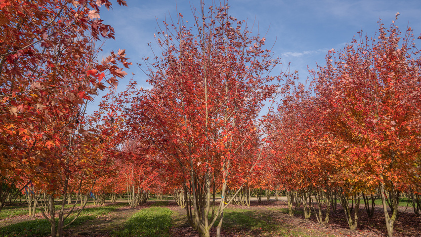 Acer x freemanii AUTUMN BLAZE  meerstammig