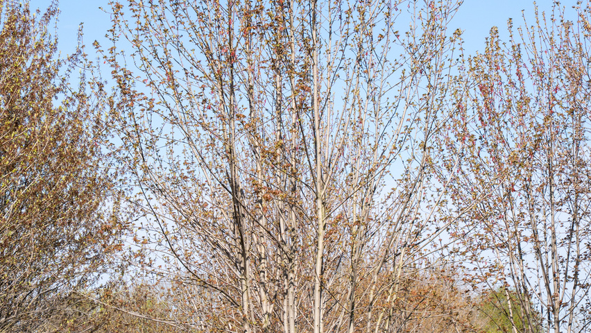 Acer x freemanii AUTUMN BLAZE  meerstammig