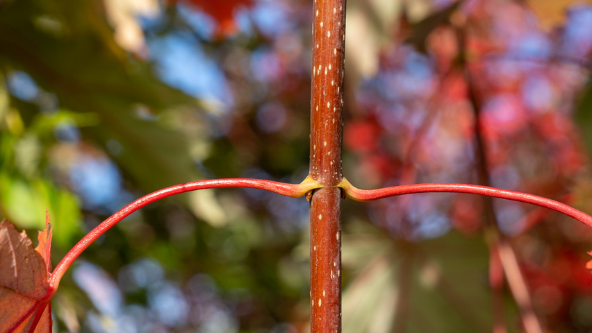 Acer x freemanii AUTUMN BLAZE  twijgen
