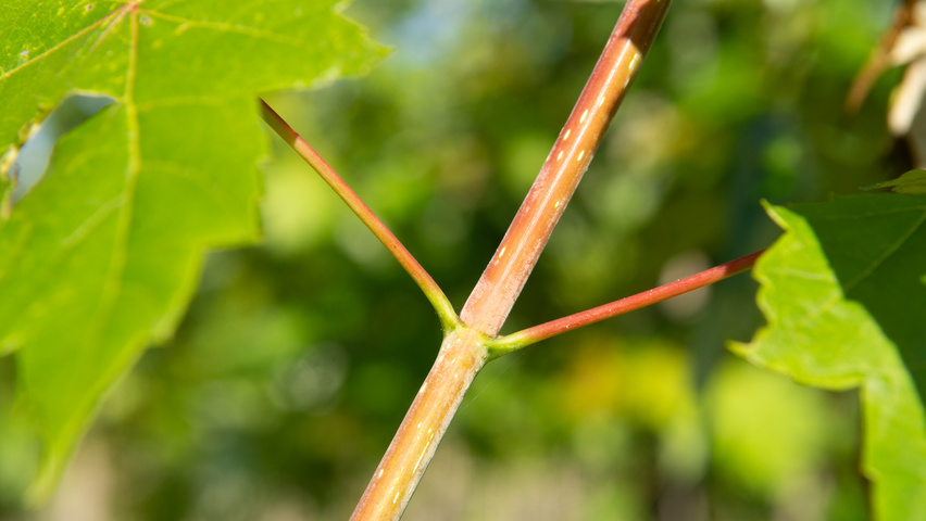 Acer x freemanii AUTUMN BLAZE  twijgen