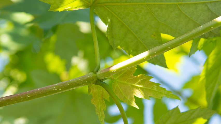 Acer x freemanii AUTUMN BLAZE  twijgen