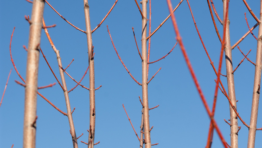 Acer x freemanii AUTUMN BLAZE  twijgen