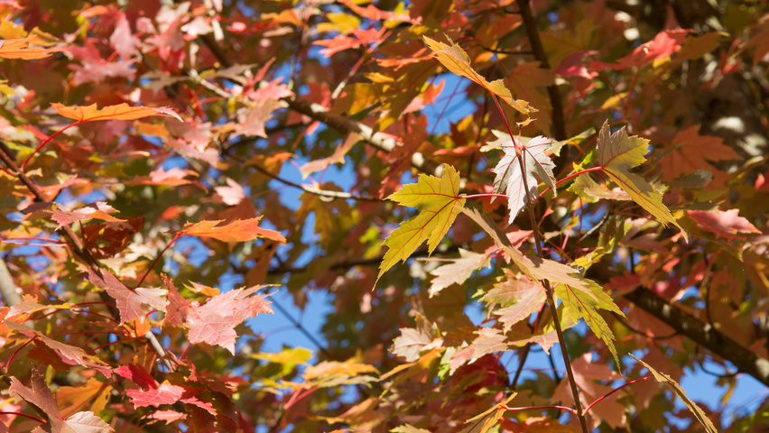 Acer x freemanii feuilles automnale