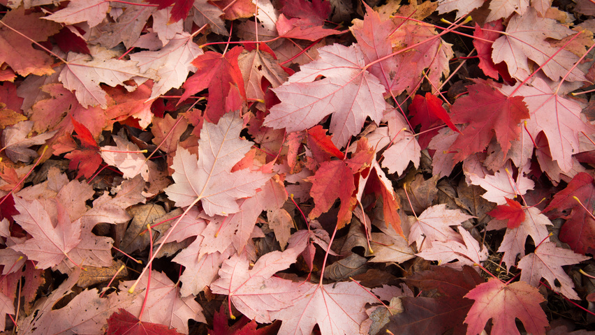 Acer x freemanii feuilles automnale