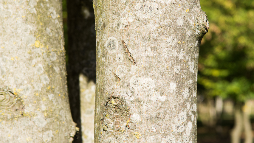 Acer x freemanii tronc