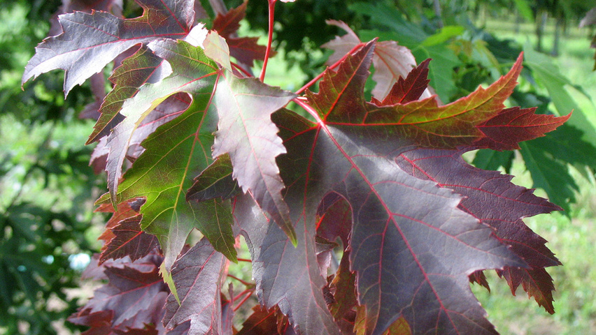 Acer x freemanii 'Celzam' liście jesienią