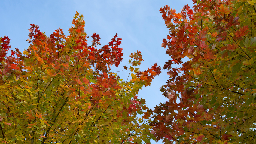Acer x freemanii 'Celzam' liście jesienią