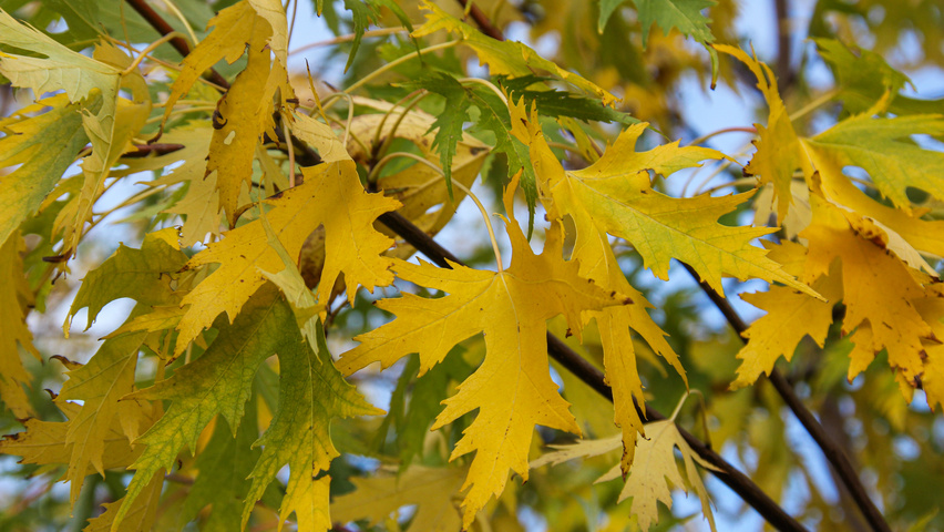 Acer x freemanii 'Celzam' herfstblad