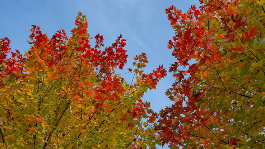 Acer x freemanii 'Celzam' herfstblad