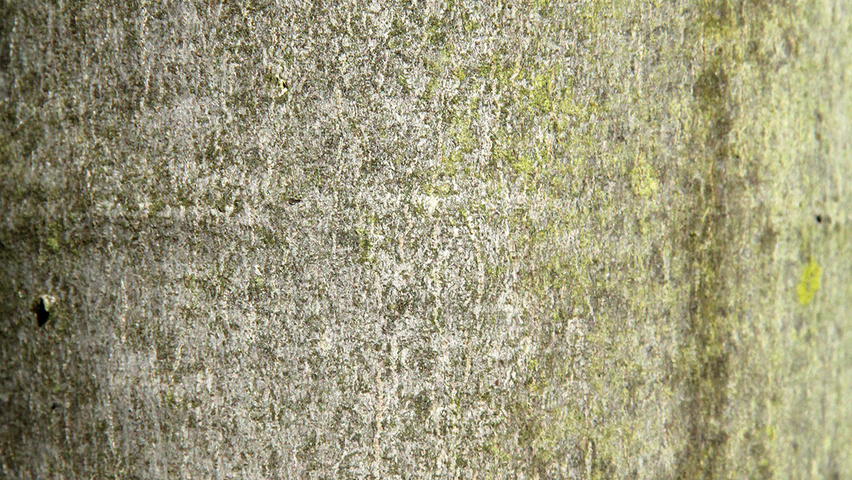 Acer x freemanii 'Celzam' kora