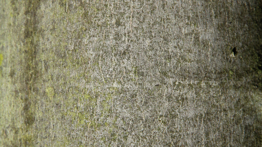 Acer x freemanii 'Celzam' bast