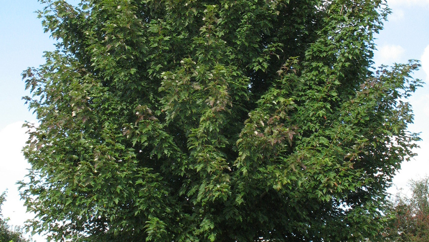 Acer x freemanii 'Celzam' pienne
