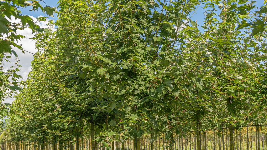 Acer x freemanii 'Celzam' hoogstam