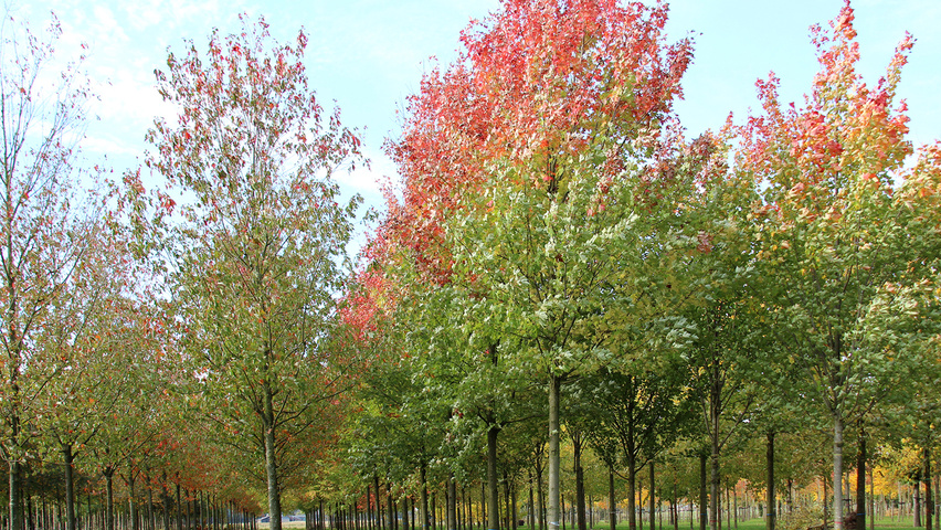 Acer x freemanii 'Celzam' pienne