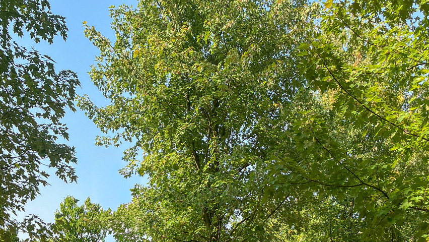 Acer x freemanii 'Celzam' hoogstam