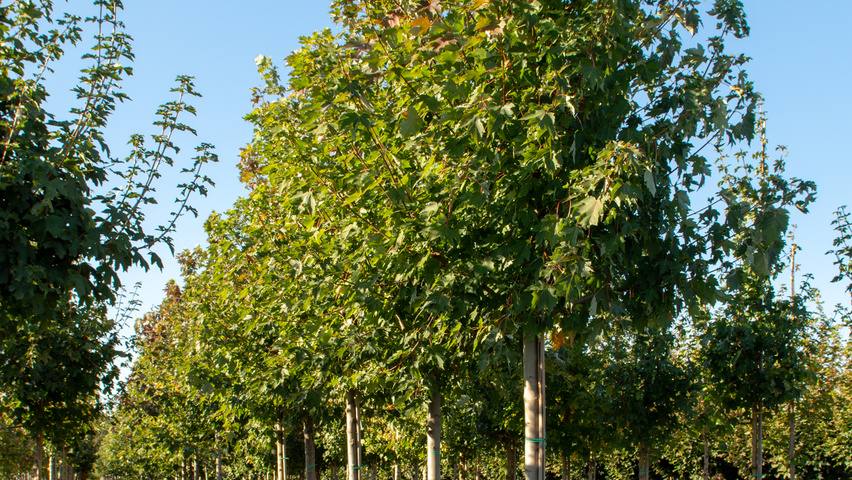 Acer x freemanii 'Celzam' hoogstam