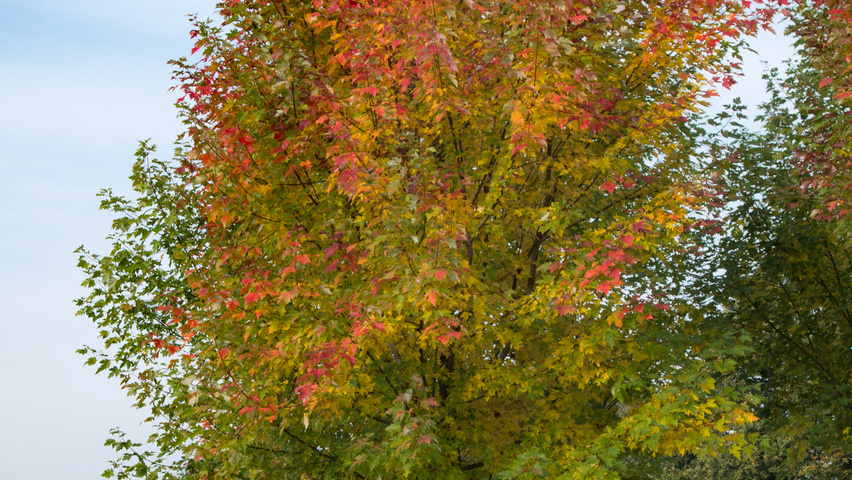 Acer x freemanii 'Celzam' pienne