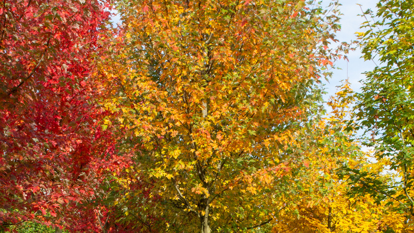 Acer x freemanii 'Celzam' hoogstam