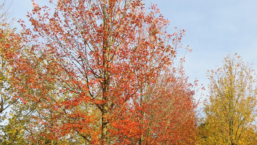 Acer x freemanii 'Celzam' pienne