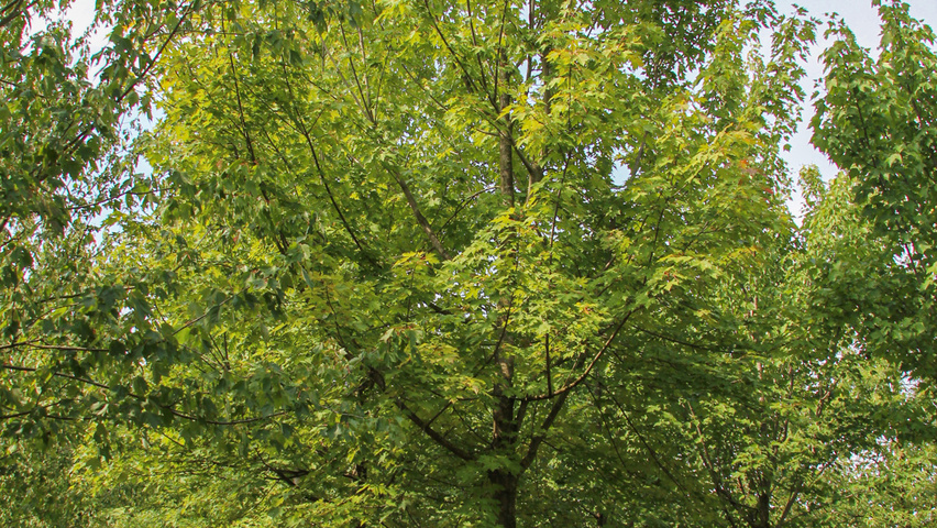 Acer x freemanii 'Celzam' hoogstam