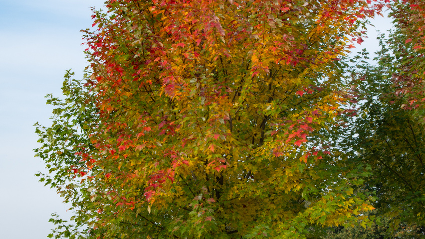 Acer x freemanii 'Celzam' hoogstam