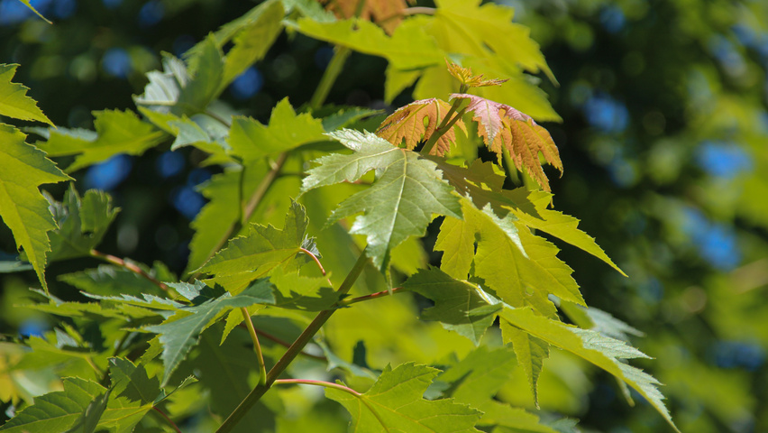 Acer x freemanii 'Celzam' blad