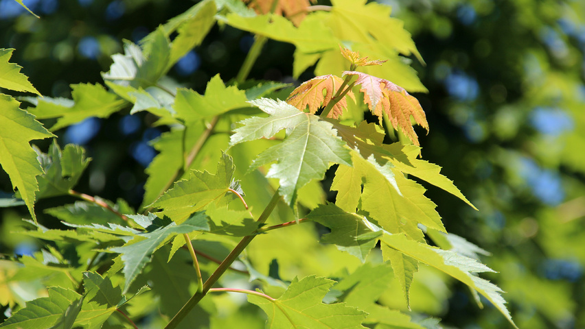 Acer x freemanii 'Celzam' liście