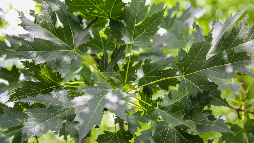 Acer x freemanii 'Celzam' blad