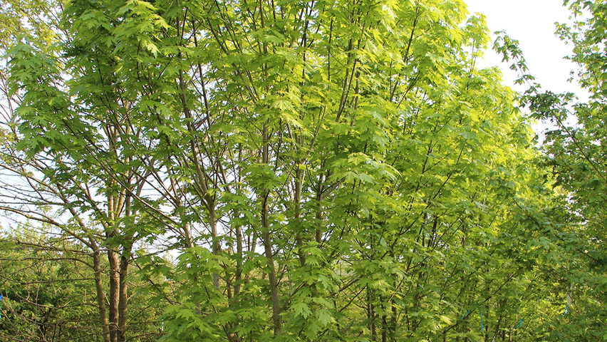 Acer x freemanii 'Celzam' wielopniowy