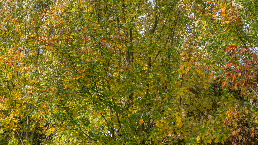 Acer x freemanii 'Celzam' meerstammig