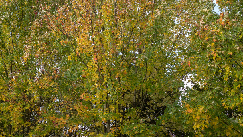 Acer x freemanii 'Celzam' meerstammig